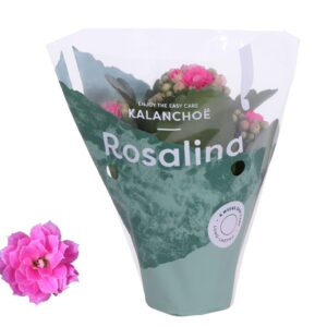 Kalanchoe Rosalina Don Nando Kalanchoe Rosalina 07cm Don Nando pink
(16 Plants/Order)(7cmP 15cmH)