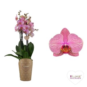 Phalaenopsis Jupiter Duetto Jupiter 4-tak
(5 Plants/Order)(17cmP 70cmH)