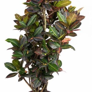 Codiaeum Petra Codiaeum Petra busch P34-160
(1 Plants/Order)(34cmP 170cmH)