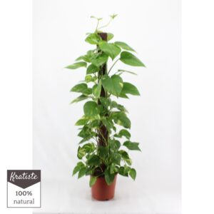 Epipremnum pinnatum mossto epipremnum aureum 120 KRatiste klimstok
(1 Plants/Order)(24cmP 120cmH)