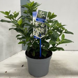 schrub Gardenia jasminoides 'Pinwheel®'
(6 Plants/Order)(17cmP 30cmH)