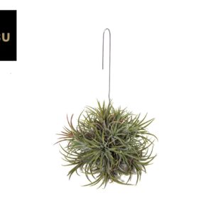Tillandsia Tillandsia Ionantha Hang (Large)
(4 Plants/Order)(15cmP 15cmH)