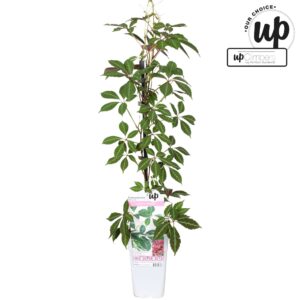Parthenocissus henryana Parthenocissus henryana P15
(10 Plants/Order)(15cmP 65cmH)