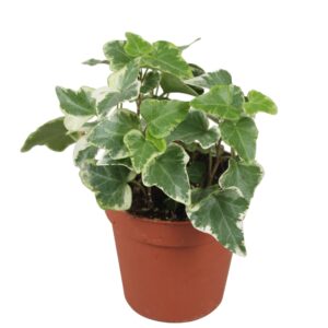 Hedera Eva Hedera helix Eva
(22 Plants/Order)(9cmP 5cmH)