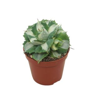 Agave other Macroacantha Agave potatorum Ouhi-Raijin variegata 8,5 cm
(12 Plants/Order)(8.5cmP 15cmH)