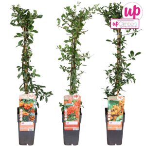 Pyracantha Pyracantha mix laag P15
(50 Plants/Order)(15cmP 65cmH)