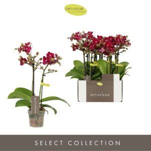 Phalaenopsis Multifloratypes other Optifriend Lola 2 spike
(8 Plants/Order)(7cmP 25cmH)