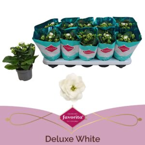 Kalanchoe blossfeldiana Menzel Kalanchoe Double Deluxe White stadium 1
(10 Plants/Order)(10.5cmP 22cmH)