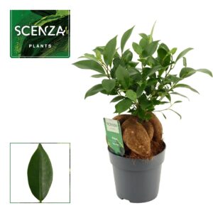 Ficus Ginseng Ficus Ginseng 12 cm Retusa (Scenza)
(10 Plants/Order)(12cmP 30cmH)