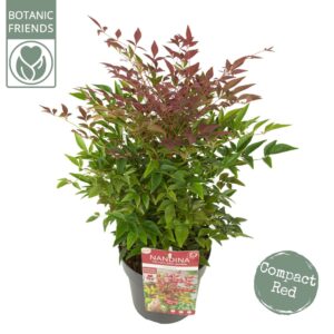 Nandina domestica Obsessed Nandina dom. 'Obsessed'
(1 Plants/Order)(19cmP 45cmH)