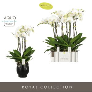 Phalaenopsis white more Ripsen Fortuno Largo 5 spike in Abruzzo Black Aquo
(2 Plants/Order)(17cmP 75cmH)