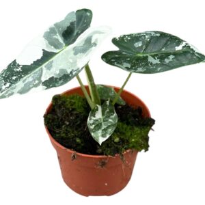 Alocasia Alocasia Micholitziana Frydek variegata
(1 Plants/Order)(10.5cmP 20cmH)