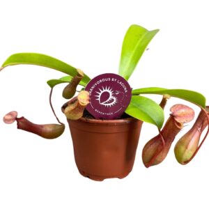 Nepenthes Alata Nepenthes Alata 8,5 cm
(12 Plants/Order)(8.5cmP 20cmH)