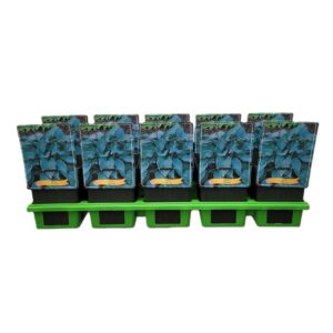 Hosta tardiana Halcyon Hosta 'Halcyon' P11
(10 Plants/Order)(11cmP 25cmH)