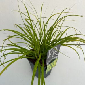 Carex oshimensis Evercolor Everillo Carex 'Everillo'
(6 Plants/Order)(17cmP 30cmH)