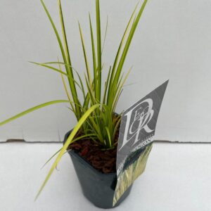 Siergrassen mix Acorus Ogon
(10 Plants/Order)(13cmP 25cmH)