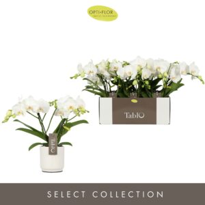 Phalaenopsis white more Ripsen Tablo Champagne 2 spike in Lazio White
(6 Plants/Order)(12cmP 40cmH)