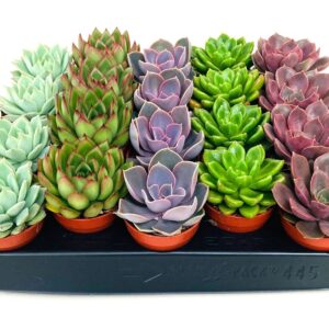 Echeveria mixed ECHEVERIA mix 5.5
(20 Plants/Order)(5.5cmP 5cmH)