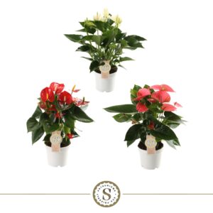 Anthurium mixed 3 c Top mix 12cm
(10 Plants/Order)(12cmP 40cmH)