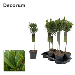 Laurus nobilis Laurus nobilis ball op stam Decorum
(6 Plants/Order)(17cmP 80cmH)