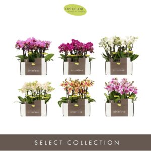 Phalaenopsis Multiflora Optifriend Diversen 2 spike (kleur per tray)
(8 Plants/Order)(7cmP 25cmH)