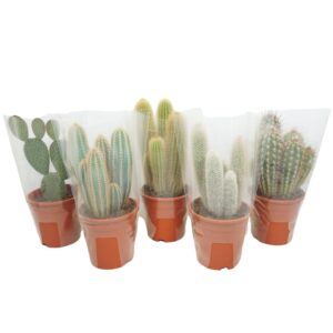 Cactus Cactus mix 17 cm in hoes 
(4 Plants/Order)(17cmP 40cmH)