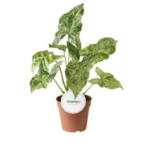 Syngonium Syngonium Mottled
(8 Plants/Order)(12cmP 25cmH)