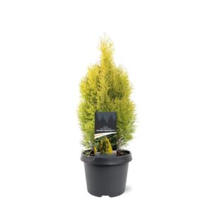 Thuja other dark yellow Thuja occidentalis 'Golden Smaragd' (pbr)
(1 Plants/Order)(19cmP 35cmH)