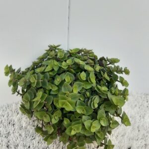 Callisia repens Callisia Repens
(8 Plants/Order)(12cmP 15cmH)