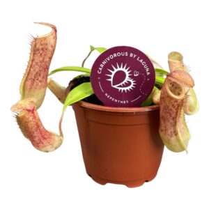Nepenthes Linda Nepenthes Linda 8,5 cm
(20 Plants/Order)(8.5cmP 15cmH)