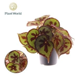 Begonia masoniana Mountain Begonia Masoniana Mountain
(6 Plants/Order)(14cmP 30cmH)