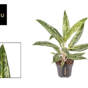 Aglaonema Matcha Lemon Aglaonema Matcha Lemon
(6 Plants/Order)(12cmP 45cmH)