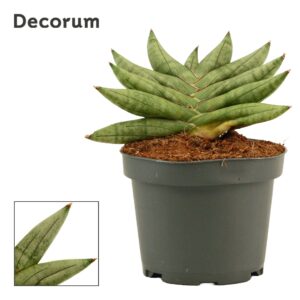Sansevieria Cylindrica Sansevieria Artistic fan 9 cm (Decorum)
(18 Plants/Order)(9cmP 12cmH)