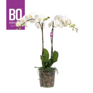Phalaenopsis other King P17 Bo White 2 spike 85 cm
(5 Plants/Order)(17cmP 85cmH)