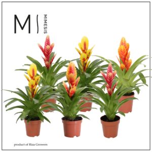 Vriesea mixed Vriesea Cupcake - 12cm | Mimesis
(10 Plants/Order)(12cmP 45cmH)