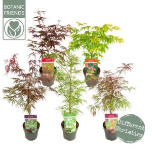 Acer palmatum Acer palm. 'mix' PREMIUM
(1 Plants/Order)(19cmP 50cmH)
