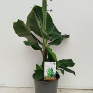 Musa Dwarf Cavendish
(1 Plants/Order)(24cmP 80cmH)
