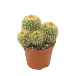 Parodia leninghausii Eriocactus 8,5 cm
(12 Plants/Order)(8.5cmP 12cmH)