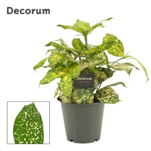 Dracaena Florida Beauty Dracaena Godsefiana 12 cm (Decorum)
(10 Plants/Order)(12cmP 30cmH)