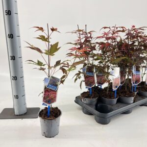Acer palmatum Atropurpureum Acer pal. 'Atropurpureum'
(12 Plants/Order)(10.5cmP 25cmH)