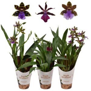 Zygopetalum Zygopetalum 2 spike 12 cm
(10 Plants/Order)(12cmP 45cmH)