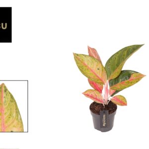 Aglaonema other Aglaonema Gala Red
(6 Plants/Order)(12cmP 35cmH)