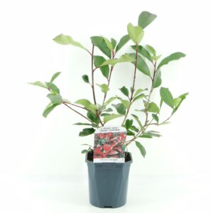 Photinia fraseri Red Robin Photinia fras. Red Robin
(6 Plants/Order)(17cmP 40cmH)