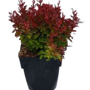 Berberis thunbergii 'Ruby Star'® P17
(6 Plants/Order)(17cmP 20cmH)