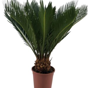 Cycas revoluta Cycas Revoluta 9+ Leaf
(6 Plants/Order)(12cmP 45cmH)