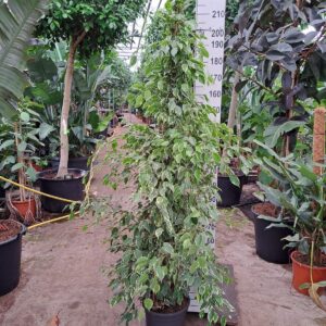 Ficus Golden King Ficus Golden King piramide 230
(1 Plants/Order)(30cmP 230cmH)