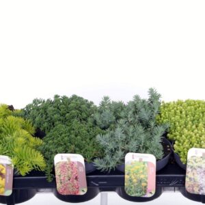Sedum other Sedum mix in tray
(8 Plants/Order)(13cmP 15cmH)