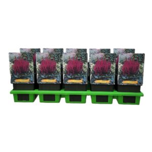 Astilbe chinensis Vision in Red Astilbe chinensis 'Vision in Red' P11
(10 Plants/Order)(11cmP 25cmH)