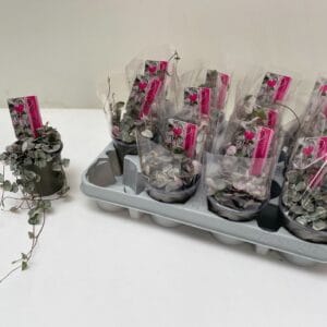Ceropegia woodii Variegata Ceropegia Variagata
(12 Plants/Order)(9cmP 10cmH)