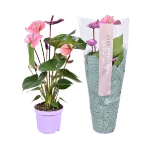 Anthurium Cavalli Anthurium Cavalli ''Just perfection®'' (XL-Flowers)
(7 Plants/Order)(14cmP 50cmH)